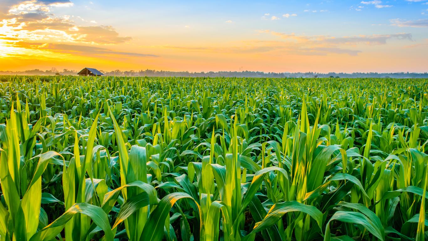 Agricultural Loan